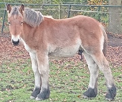 Trekpaard Veulen