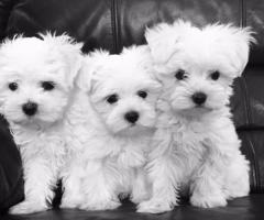 Maltese puppy's