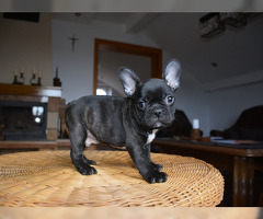 Französische Bulldoggen Welpen zu verkaufen - 1