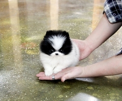 Zuckersüsse Mini Zwergspitz Pomeranian Babys