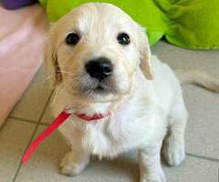 schattige Labrador Retriever