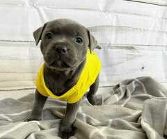 Schattige Staffordshire-puppy's