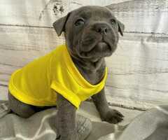 Schattige Staffordshire-puppy's