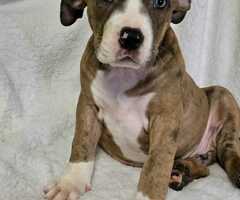 American Bully pups