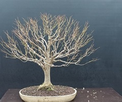 Zelkova Serrata Bonsai