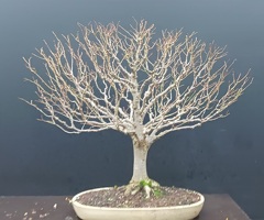 Zelkova Serrata Bonsai