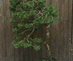 Pinus Sylvestris Bonsai