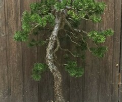 Pinus Sylvestris Bonsai