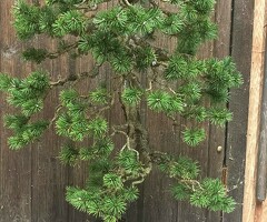 Pinus Sylvestris Bonsai