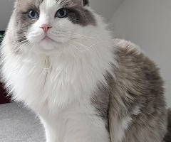 Ragdoll Deckkater