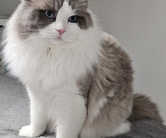 Ragdoll Deckkater