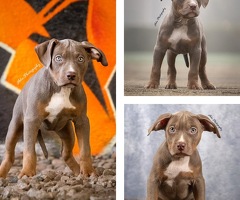 American Bully XL Pups teefjes