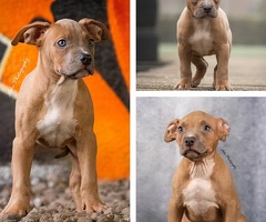 American Bully XL Pups teefjes