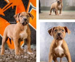 American Bully XL Pups reutjes