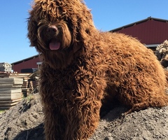 Labradoodle dekreu