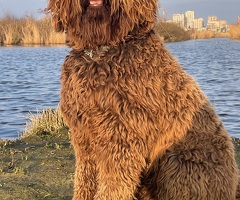Labradoodle dekreu