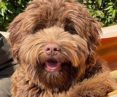 Labradoodle dekreu