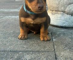 Jackrussel chocotan kortpootig