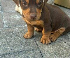 Jackrussel chocotan kortpootig