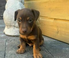 Jackrussel chocotan kortpootig