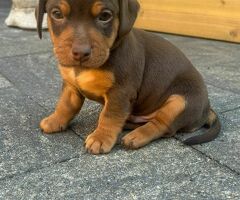 Jackrussel chocotan kortpootig