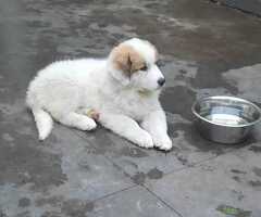 Pyreneese berghond pups