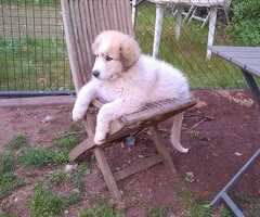 Pyreneese berghond pups