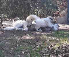 Pyreneese berghond pups