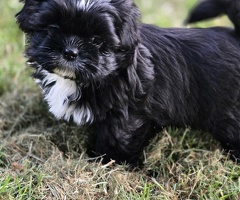 Lieve Shih-Tzu pups mogen weg!.