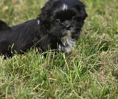 Lieve Shih-Tzu pups mogen weg!.
