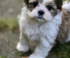 Lieve Shih-Tzu pups mogen weg!.