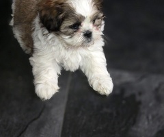 Lieve Shih-Tzu pups mogen weg!.