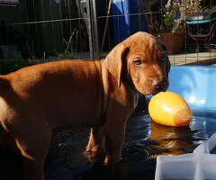 te koop vizsla Welpen