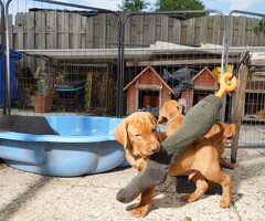 te koop vizsla Welpen