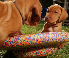 te koop vizsla Welpen