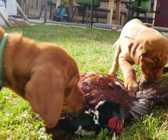 te koop vizsla Welpen