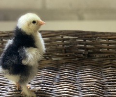 Brahma-Küken – große Art – geschlechtsbestimmt und geimpft – verschiedene Farben