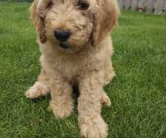 Labradoodle pups