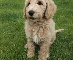 Labradoodle pups