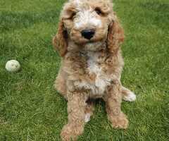 Labradoodle pups