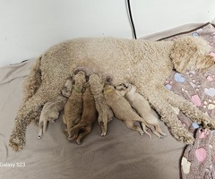 Labradoodle pups