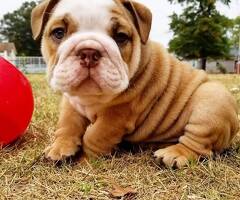 Engelse Bulldog pups zoeken een goed huis