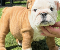 Engelse Bulldog pups zoeken een goed huis