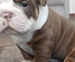 Engelse Bulldog pups zoeken een goed huis