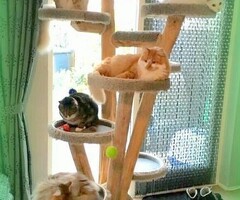 www.acatscastle.nl