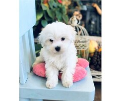 Geregistreerde Maltese puppy