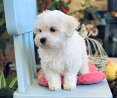 Geregistreerde Maltese puppy