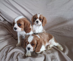 Twee Cavalier King Charles-puppy's beschikbaar