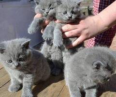 attery Kittens te koop €150 Whatsapp-nummer:  +31 6 877 322 95