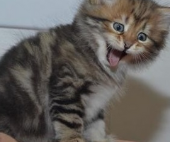 attery Kittens te koop €150 Whatsapp-nummer:  +31 6 877 322 95